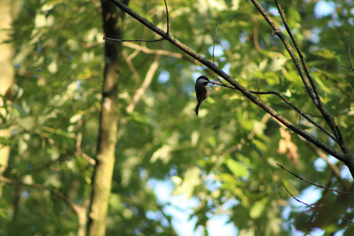 Carolina/Black-capped Chickadee - ML623709931