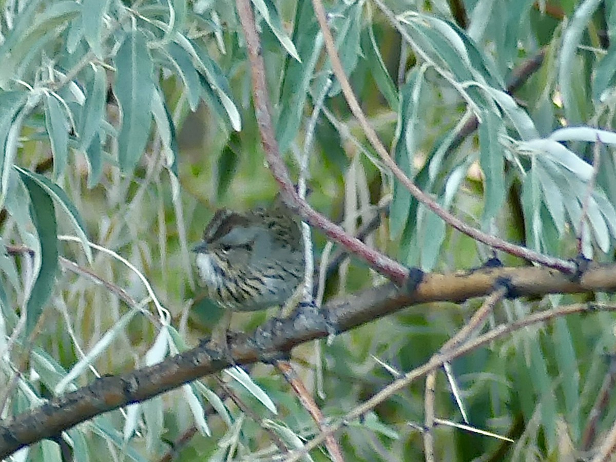 Lincoln's Sparrow - ML623709942