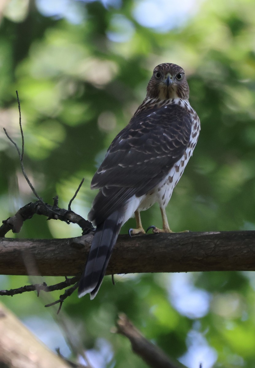 Cooper's Hawk - ML623710022