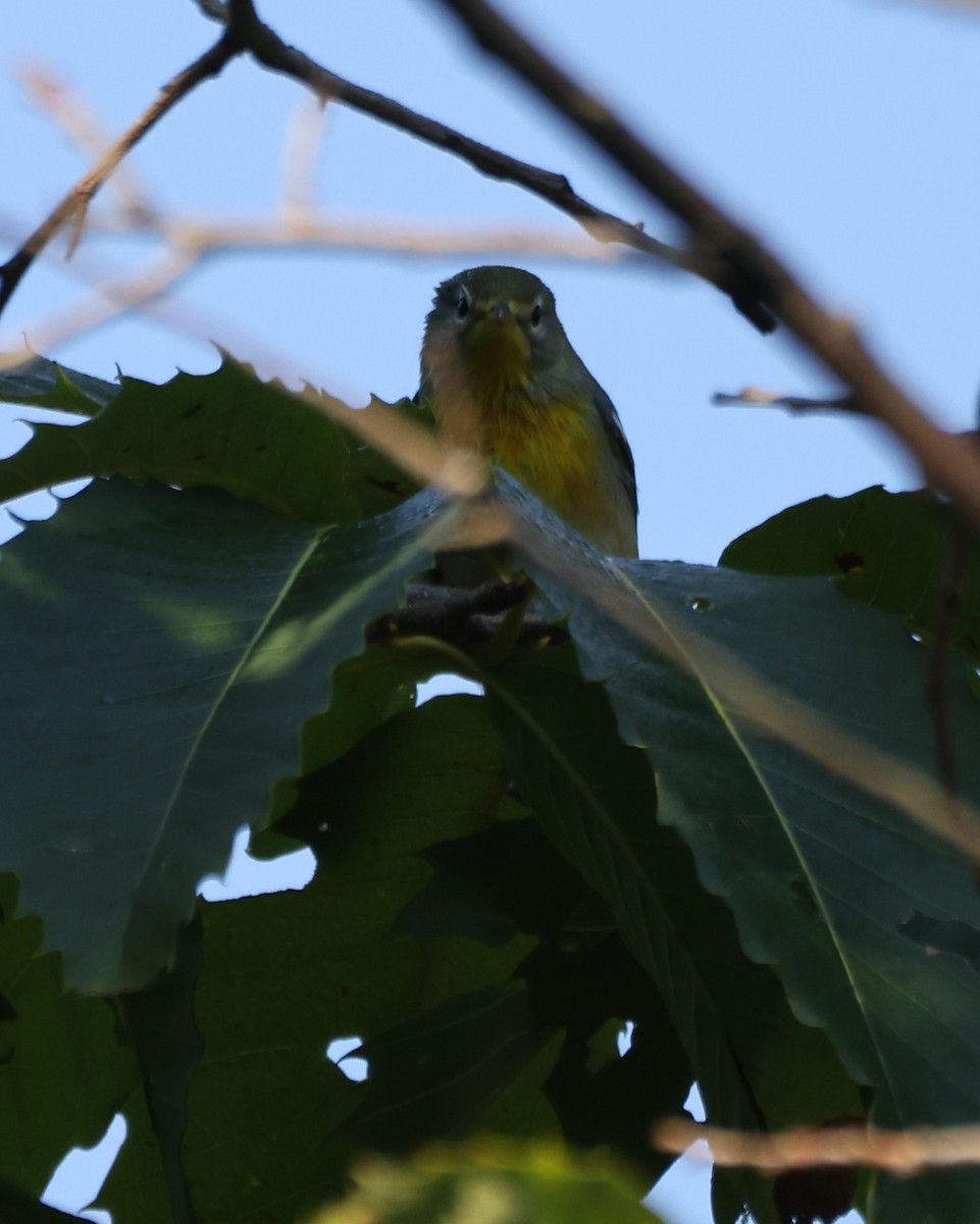 Northern Parula - ML623710035