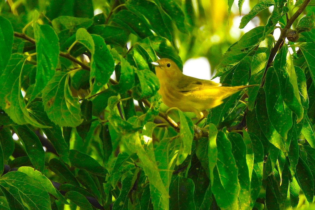 Paruline jaune - ML623710042