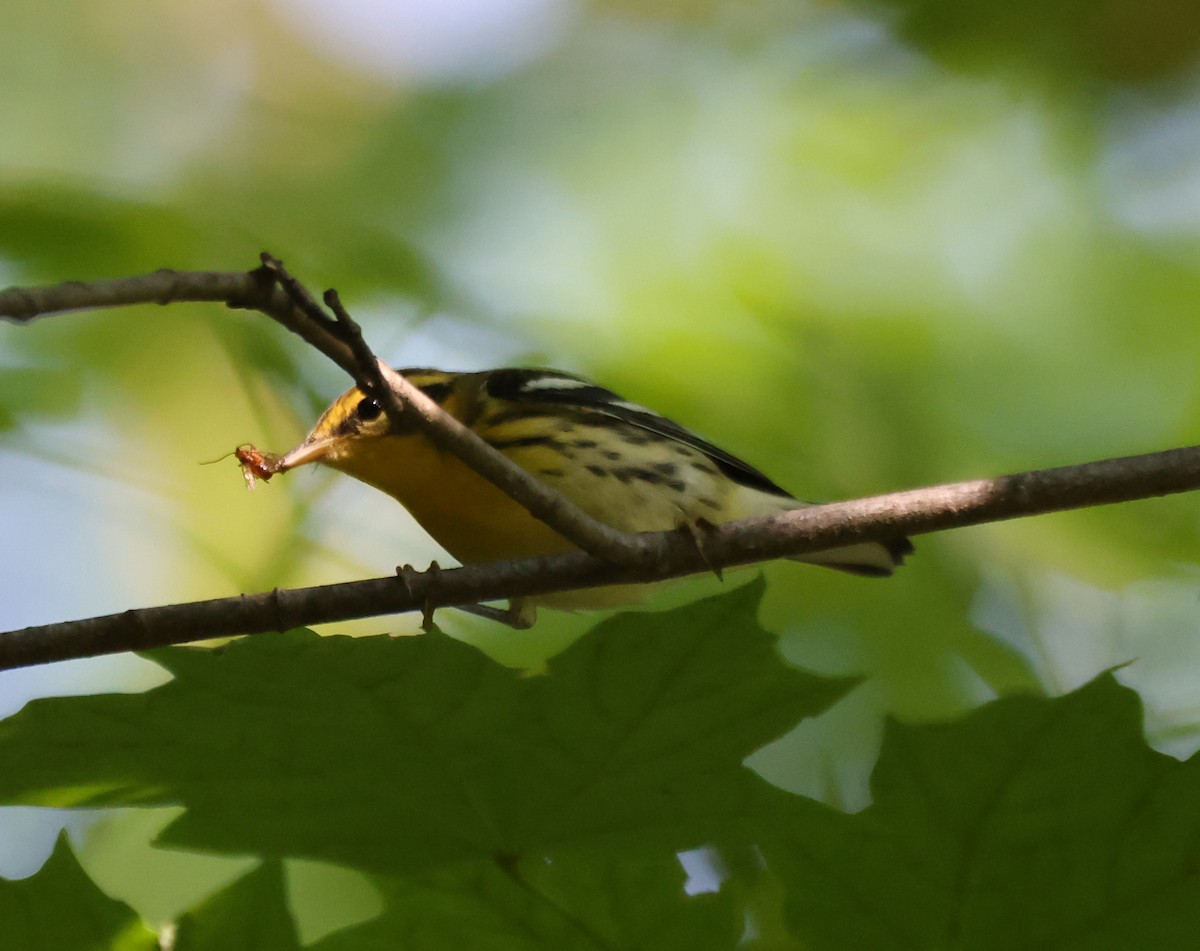 Blackburnian Warbler - ML623710045