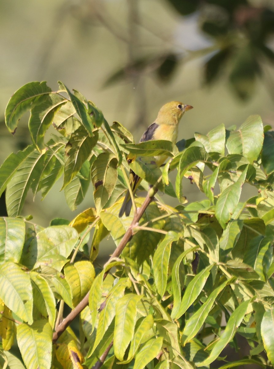 Scarlet Tanager - Dan Fox