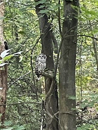 Barred Owl - ML623710077