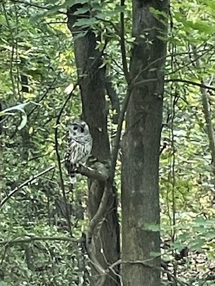 Barred Owl - ML623710078