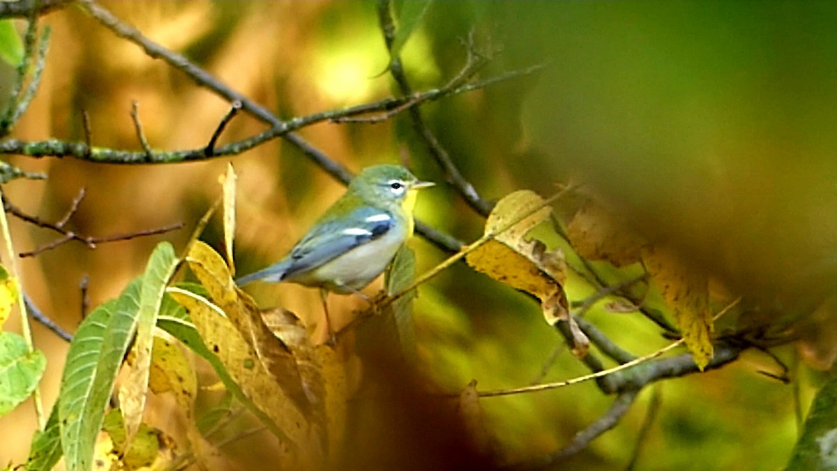 Northern Parula - ML623710079