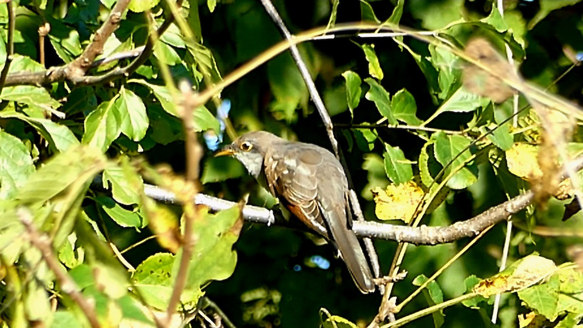 Yellow-billed Cuckoo - ML623710089