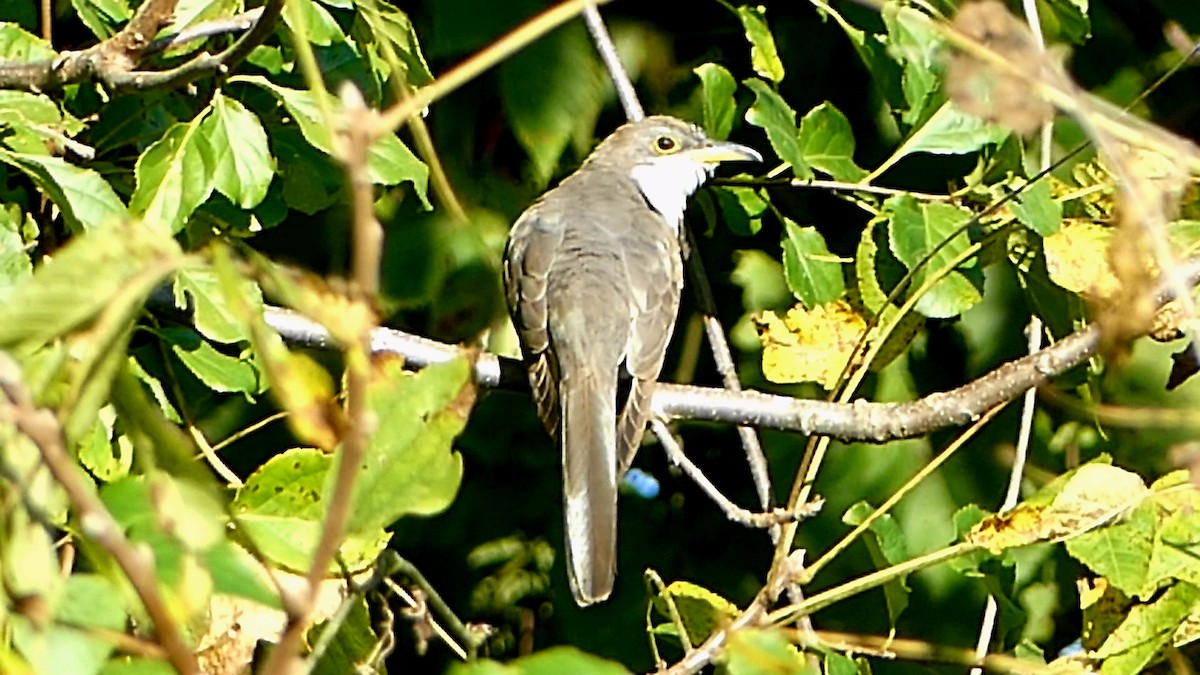 Yellow-billed Cuckoo - ML623710090