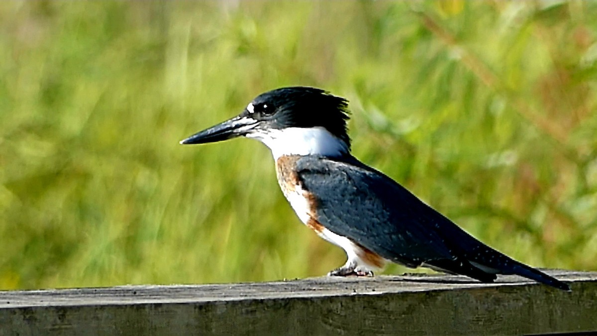 Belted Kingfisher - ML623710102