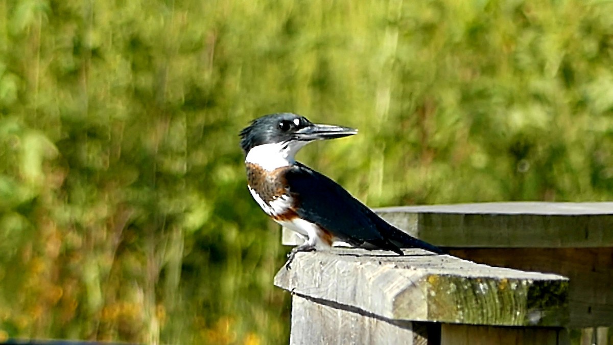 Belted Kingfisher - ML623710103