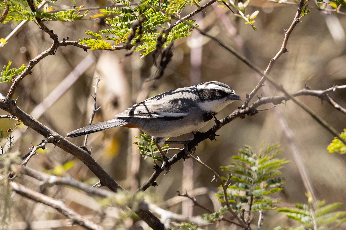 Ringed Warbling Finch - Eric VanderWerf