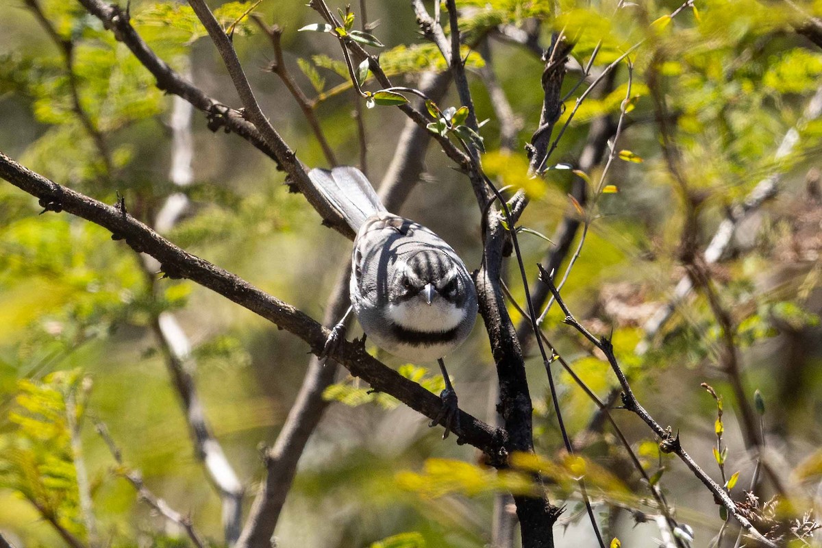 Ringed Warbling Finch - ML623710151