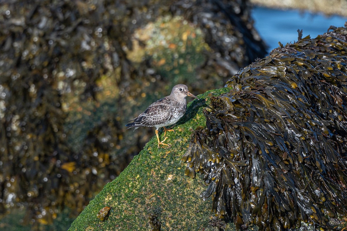 Purple Sandpiper - ML623710164