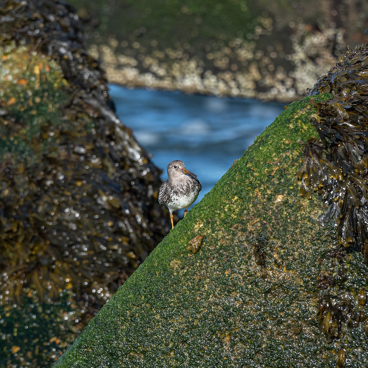 Purple Sandpiper - ML623710167