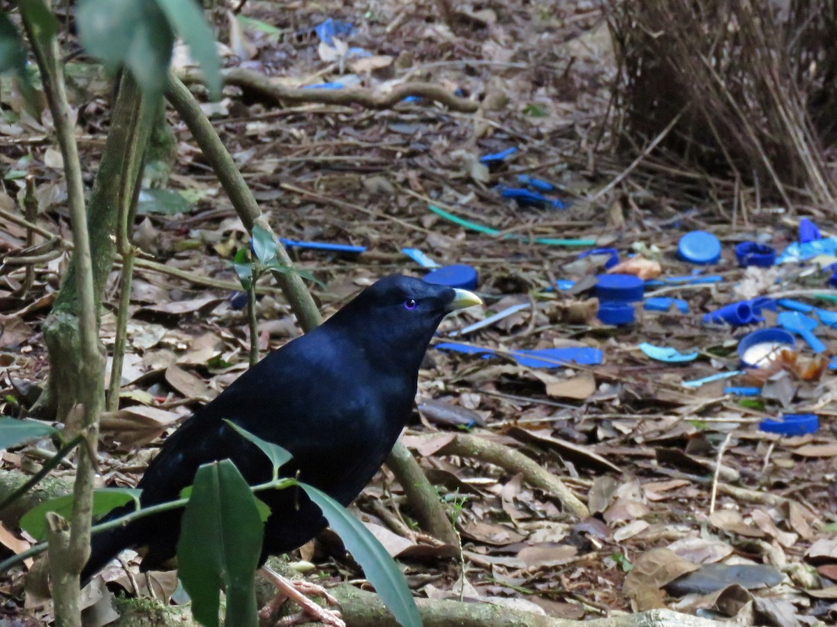 Satin Bowerbird - ML623710231