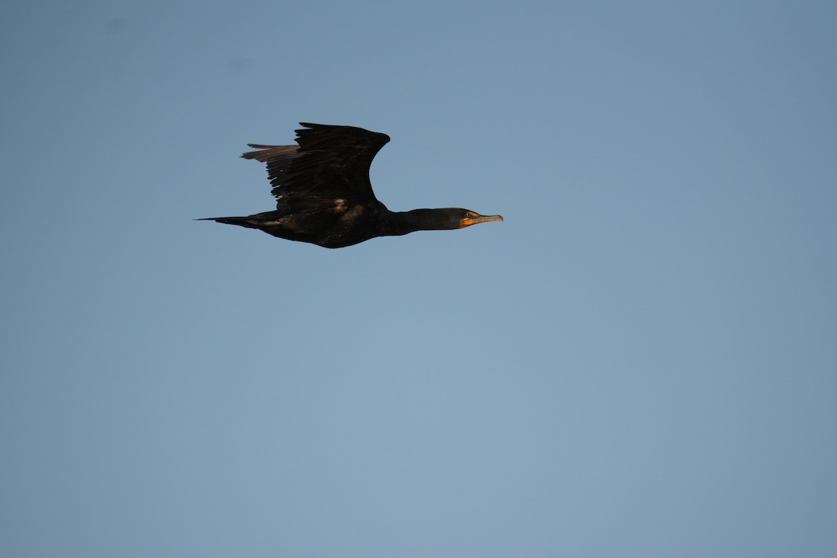 Double-crested Cormorant - ML623710241