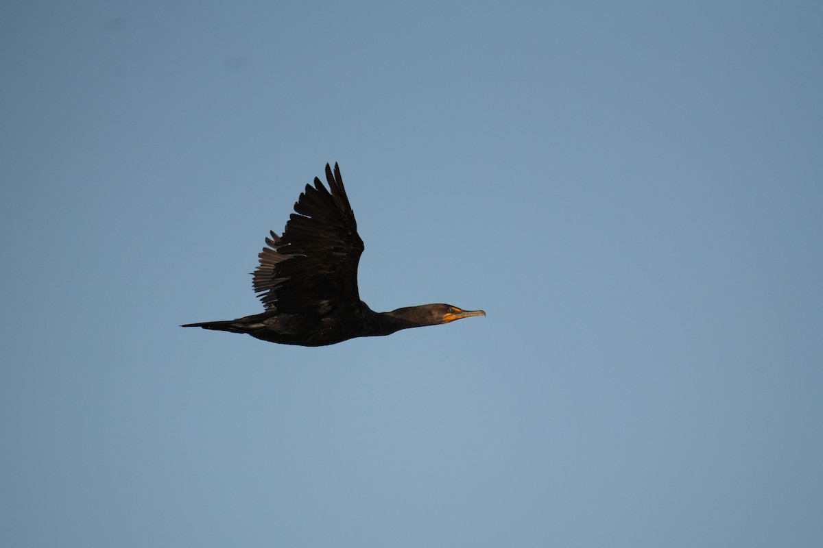 Double-crested Cormorant - ML623710242