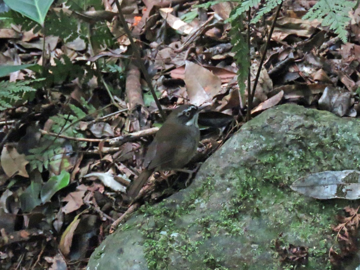 White-browed Scrubwren - ML623710258