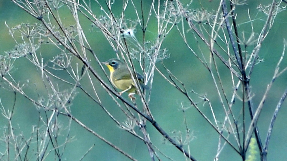 Common Yellowthroat - ML623710274