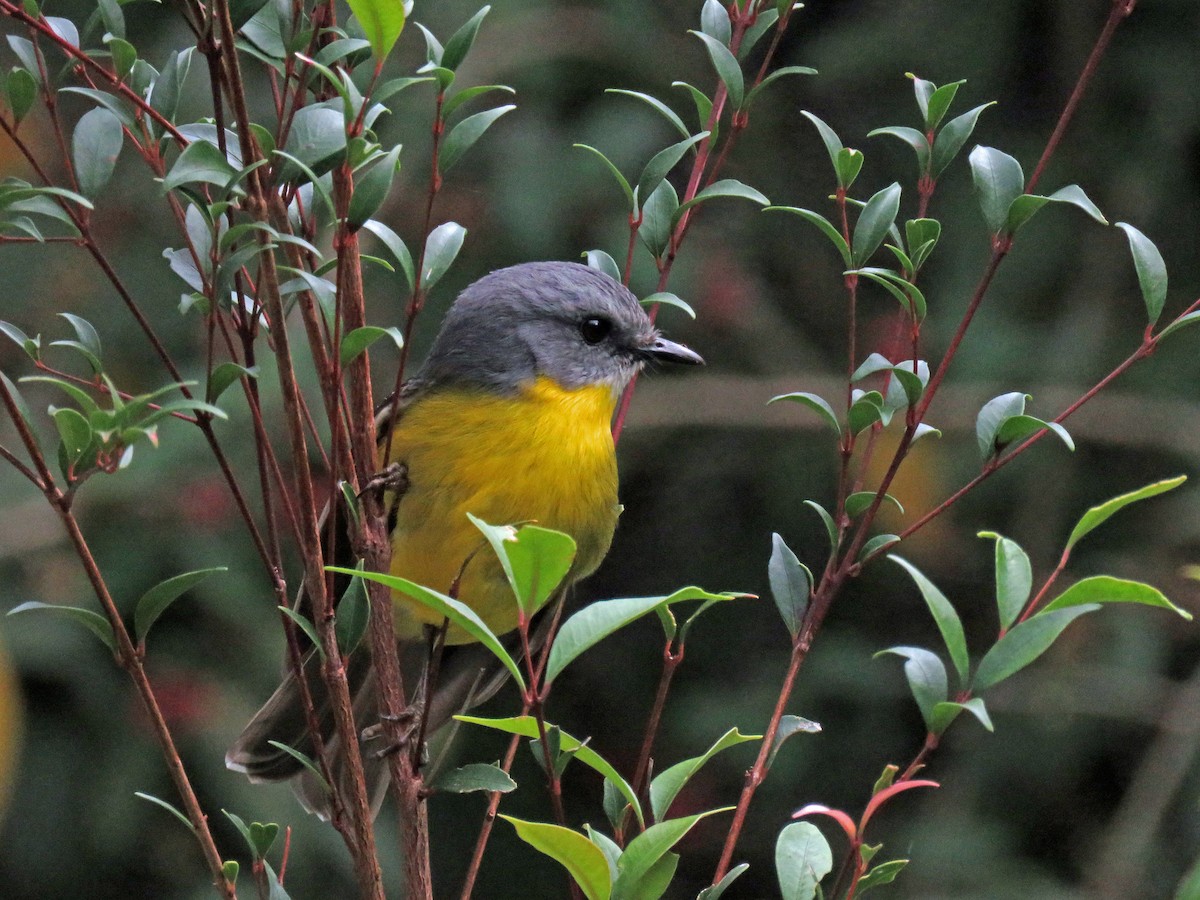 Eastern Yellow Robin - ML623710275