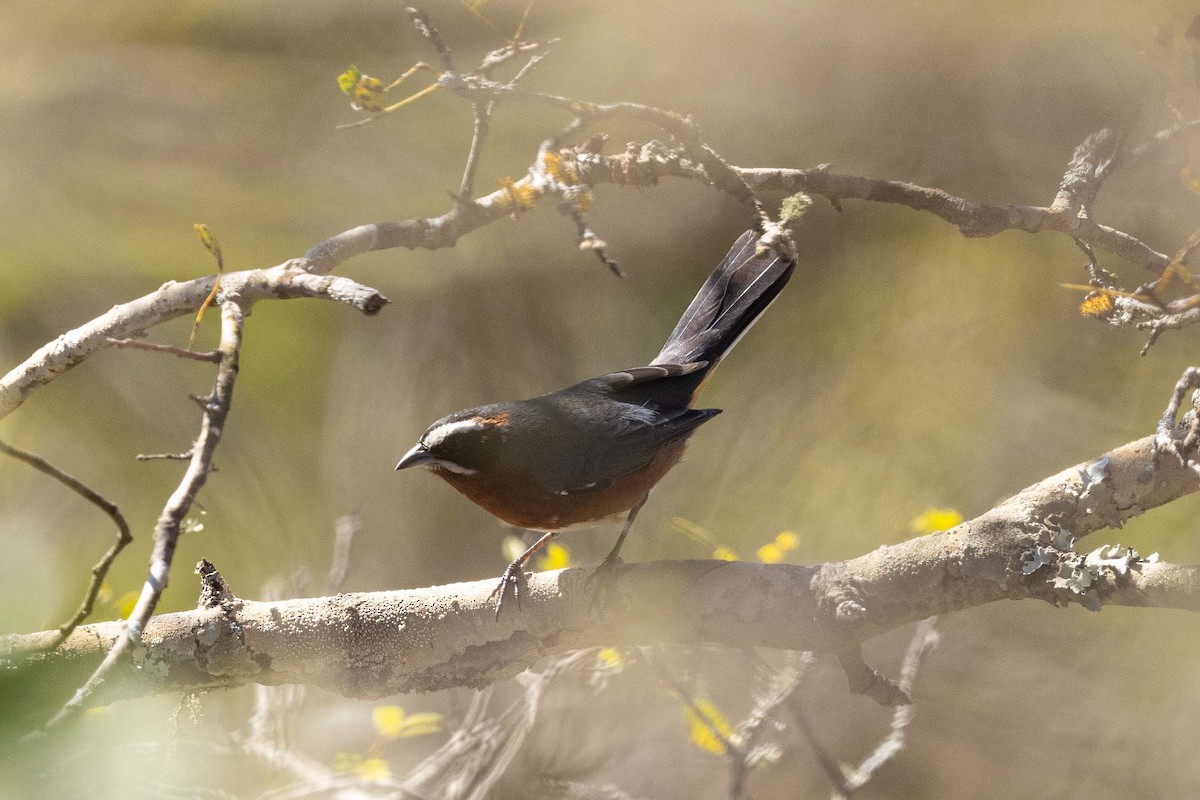 Black-and-chestnut Warbling Finch - ML623710291