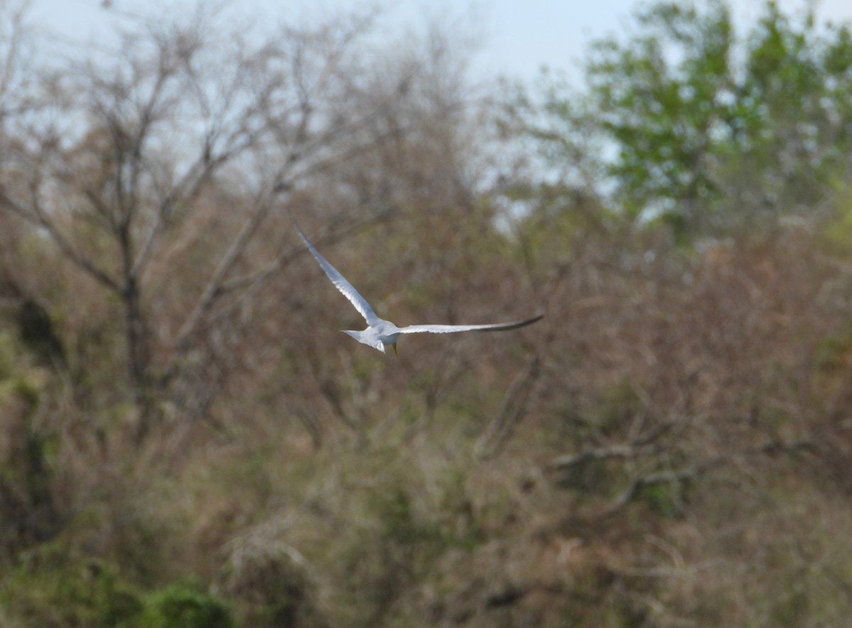 Yellow-billed Tern - ML623710304