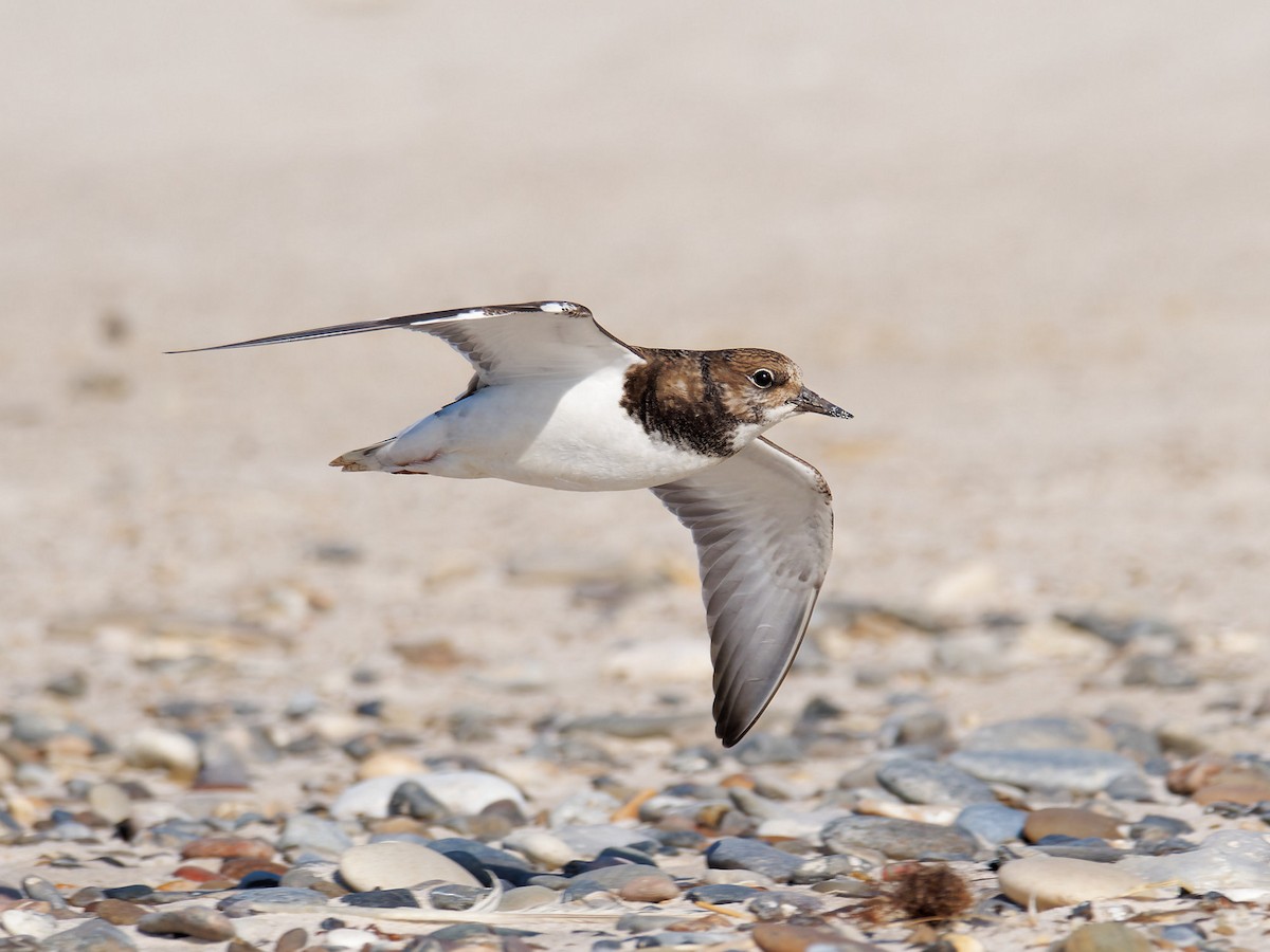 Ruddy Turnstone - ML623710307