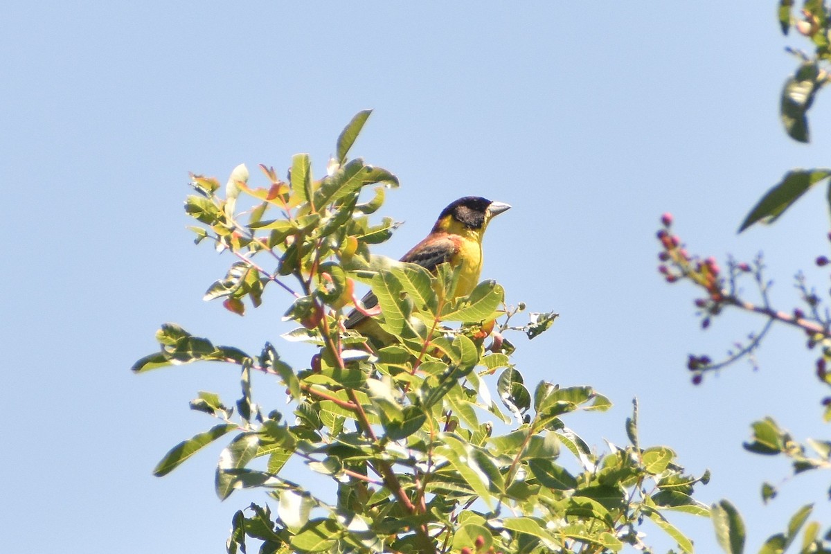 Black-headed Bunting - ML623710319