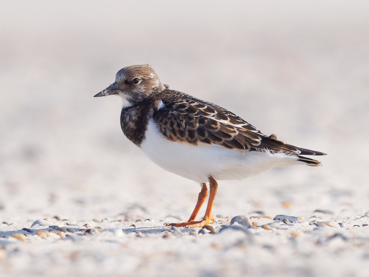 Ruddy Turnstone - ML623710324