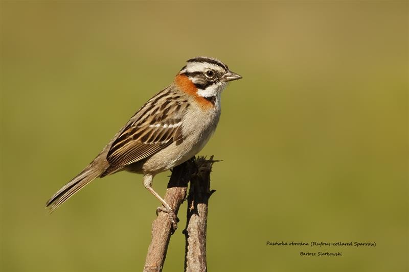 Rufous-collared Sparrow - ML623710334