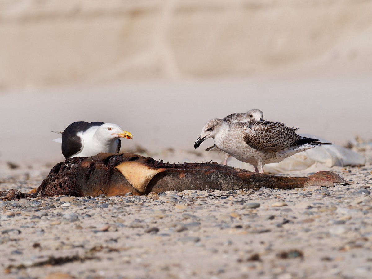 Great Black-backed Gull - ML623710347