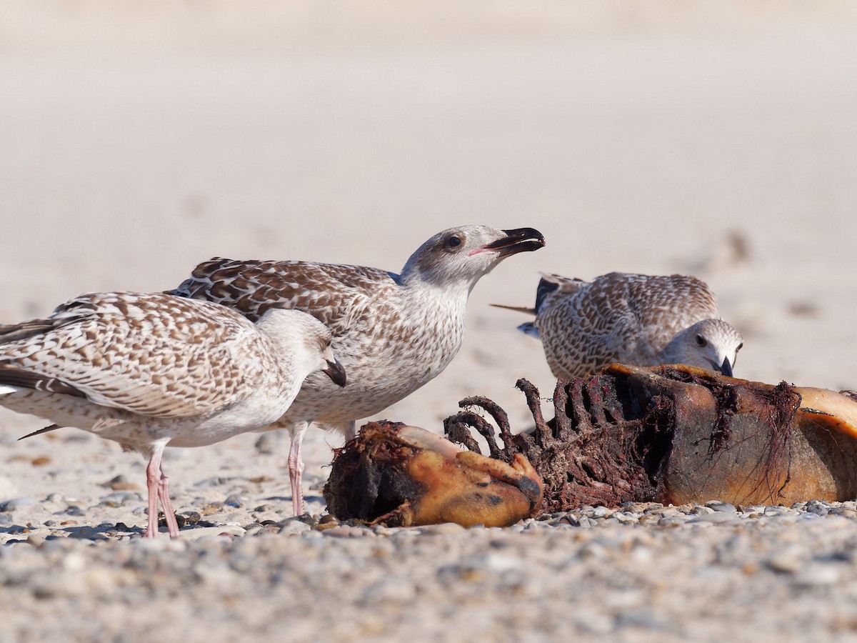 Great Black-backed Gull - ML623710361