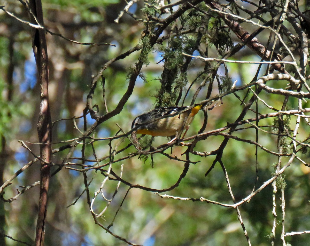 Fleckenpanthervogel - ML623710384