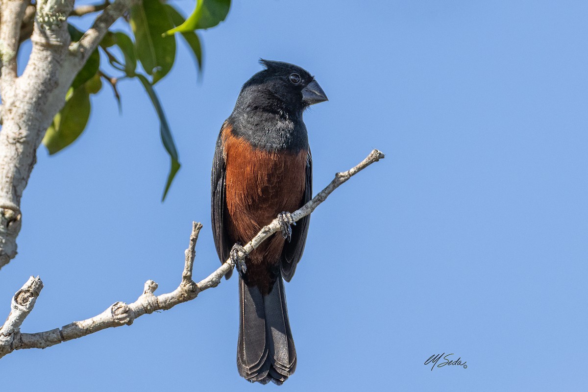 Chestnut-bellied Seed-Finch - ML623710446