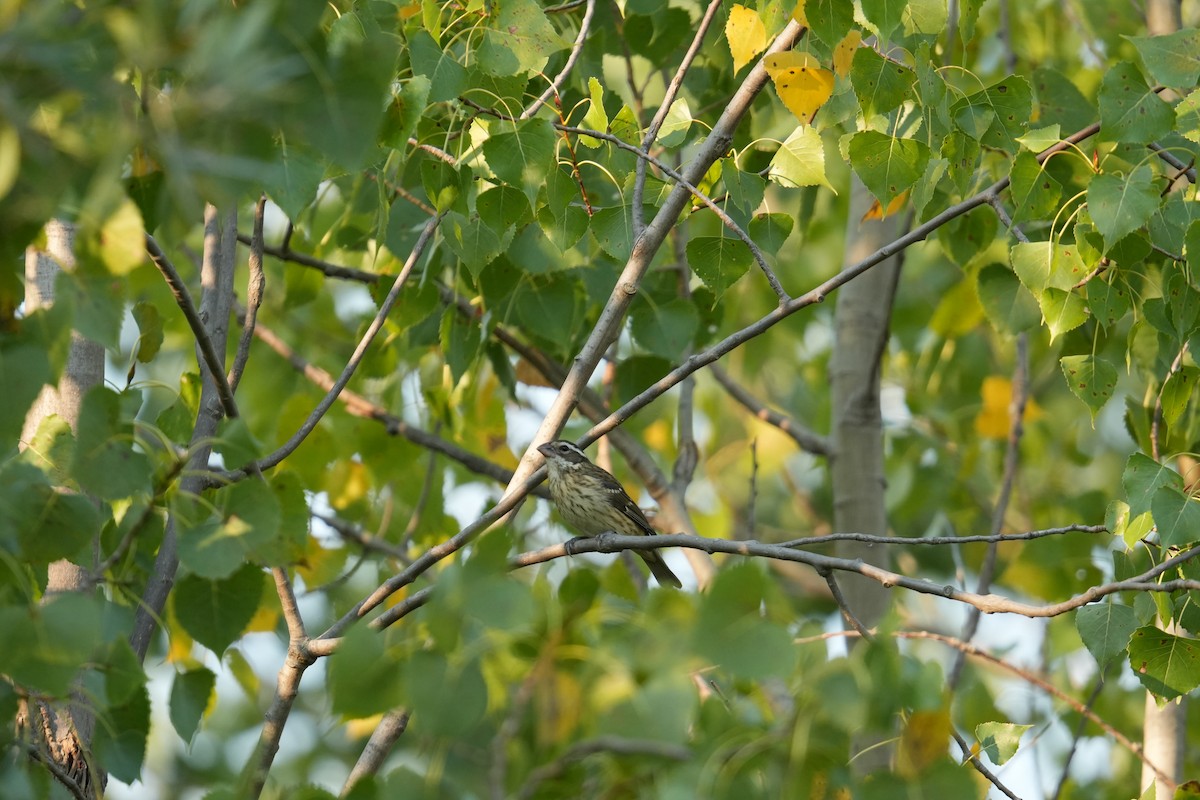 Rose-breasted Grosbeak - ML623710465