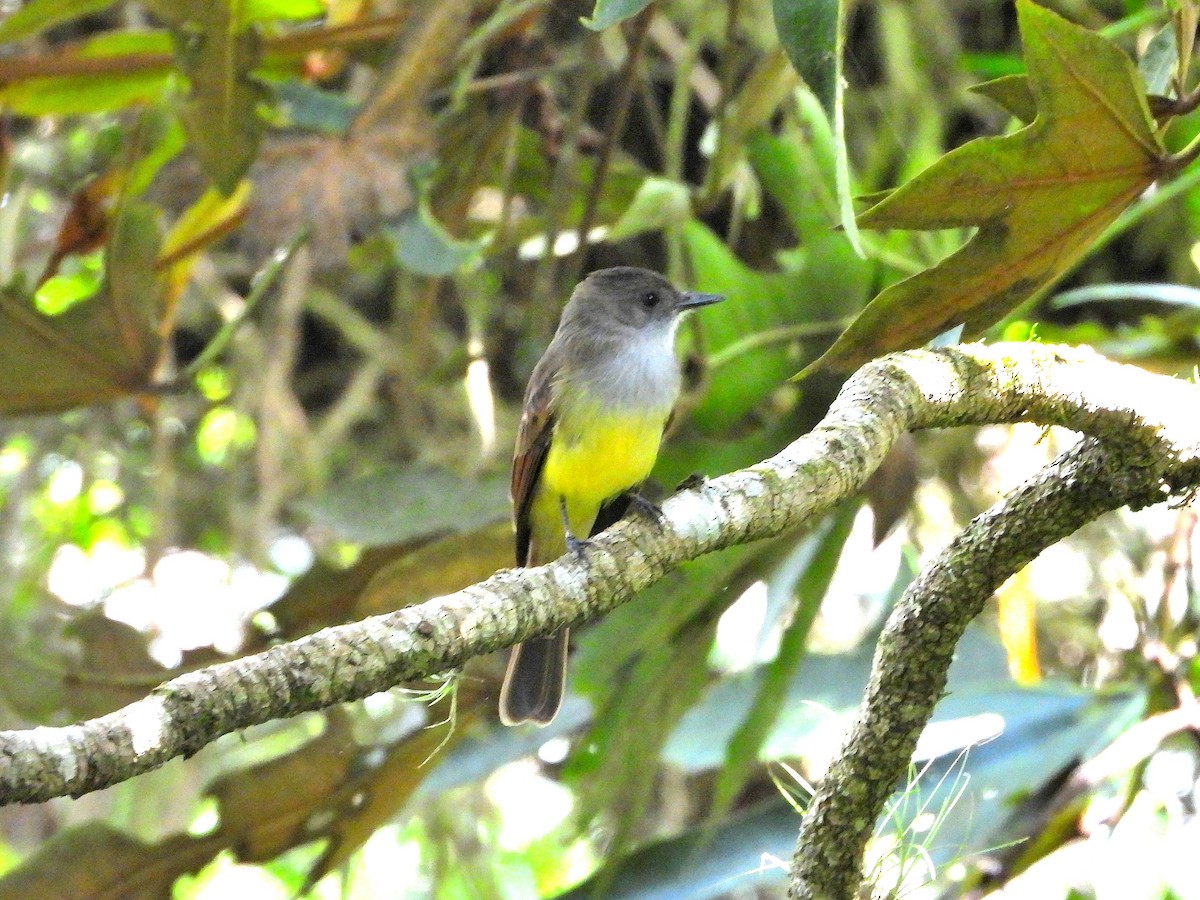 Dusky-capped Flycatcher - ML623710489