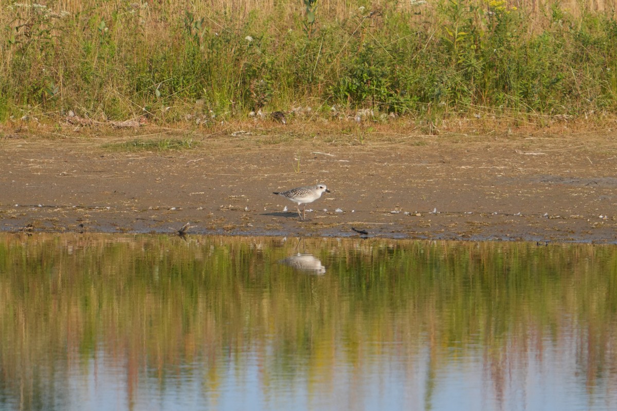 kulík bledý - ML623710559