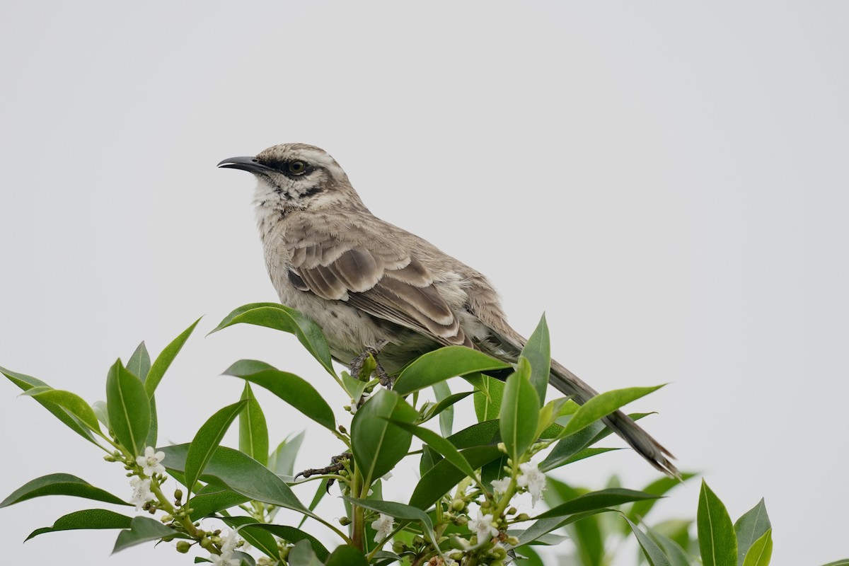 Long-tailed Mockingbird - ML623710568