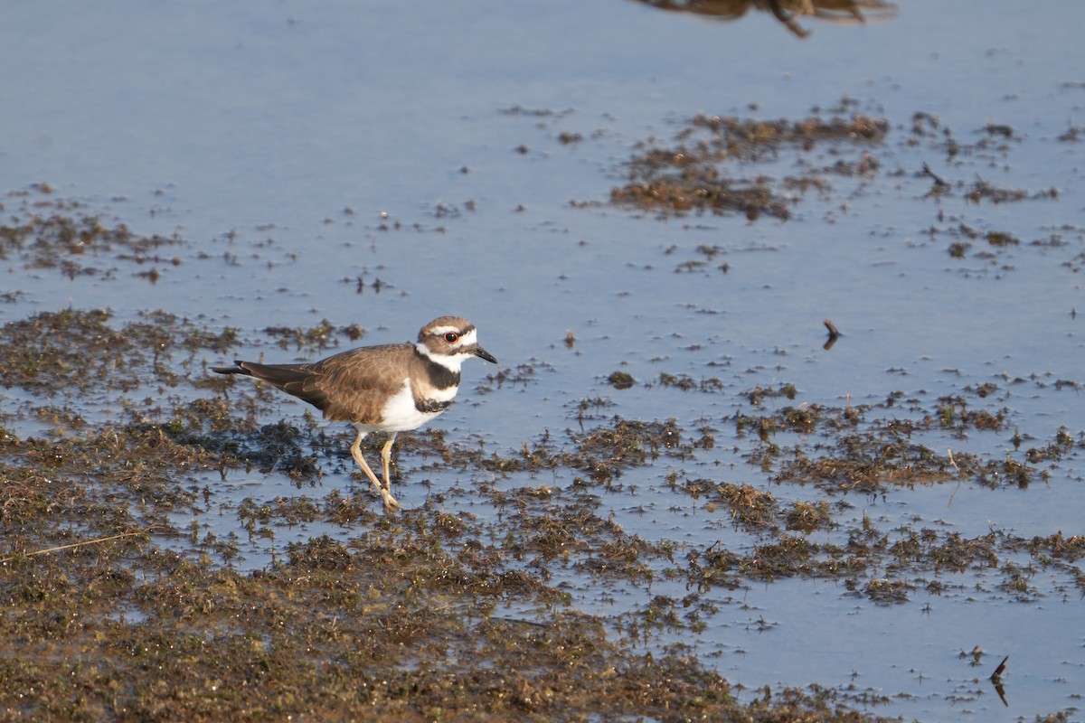 Killdeer - ML623710571