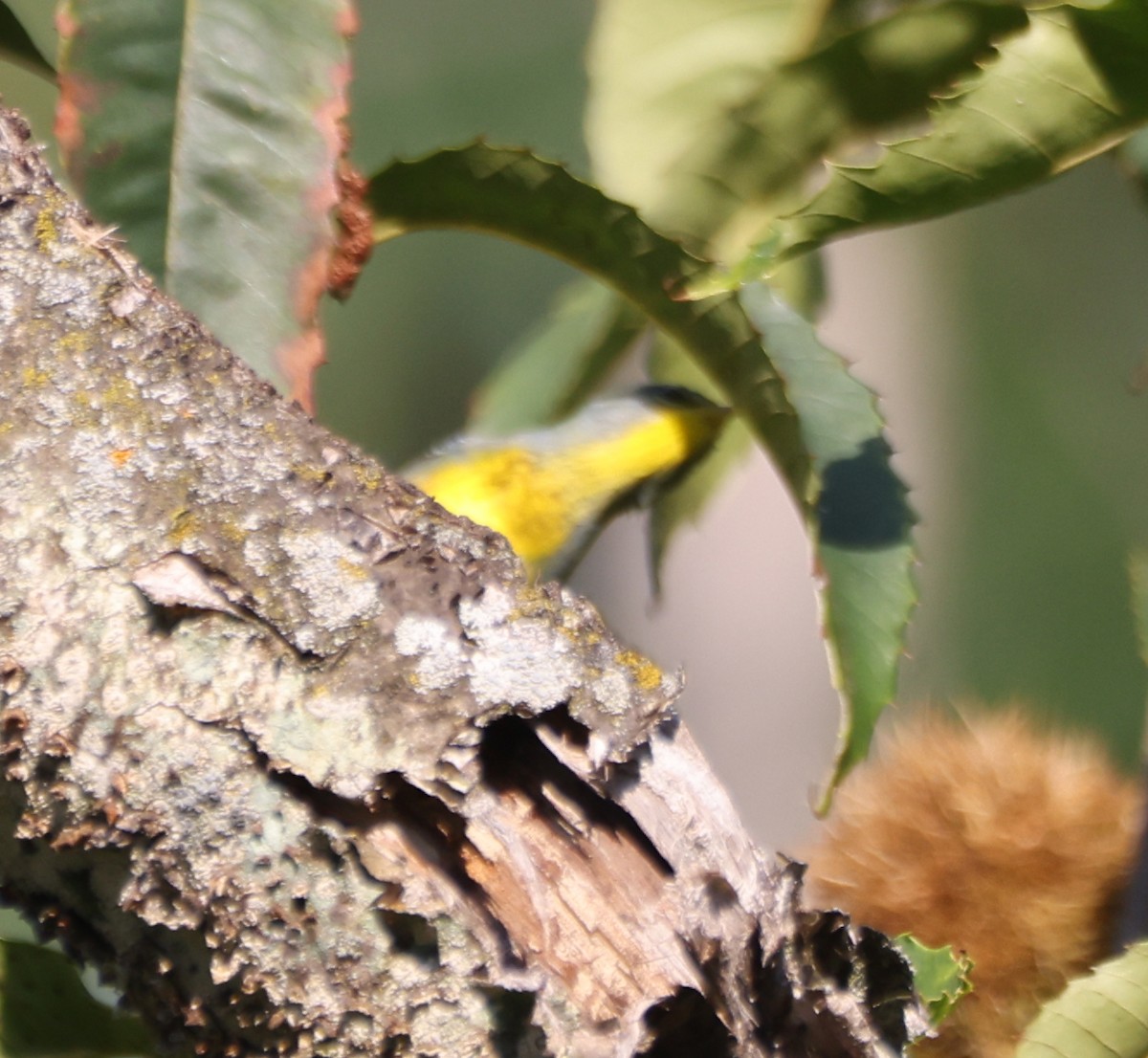 Northern Parula - Dan Fox