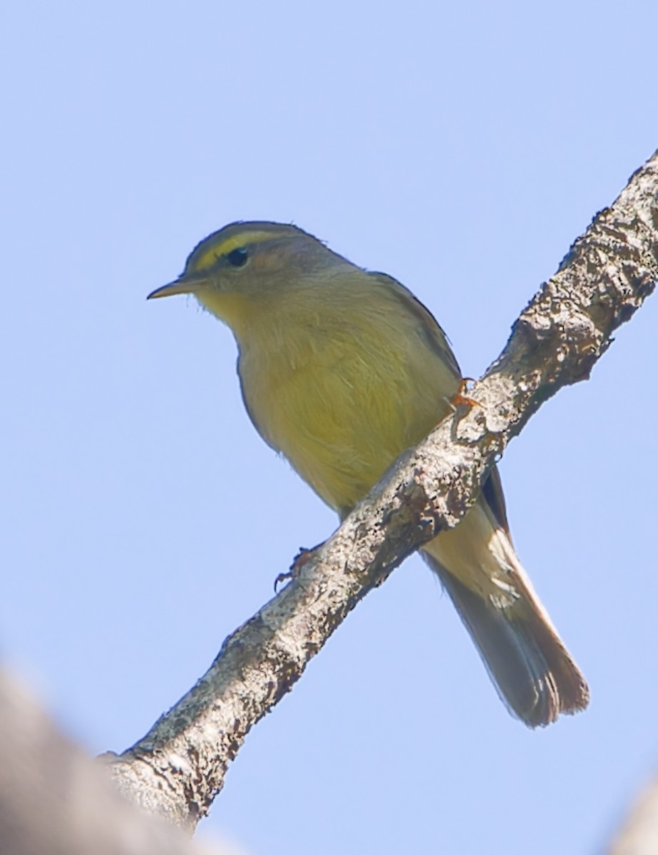 Mosquitero de Tickell/de Quinghai - ML623710627