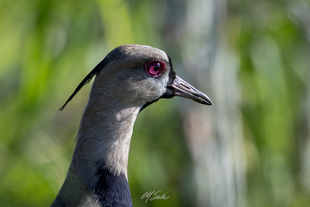 Southern Lapwing - ML623710698