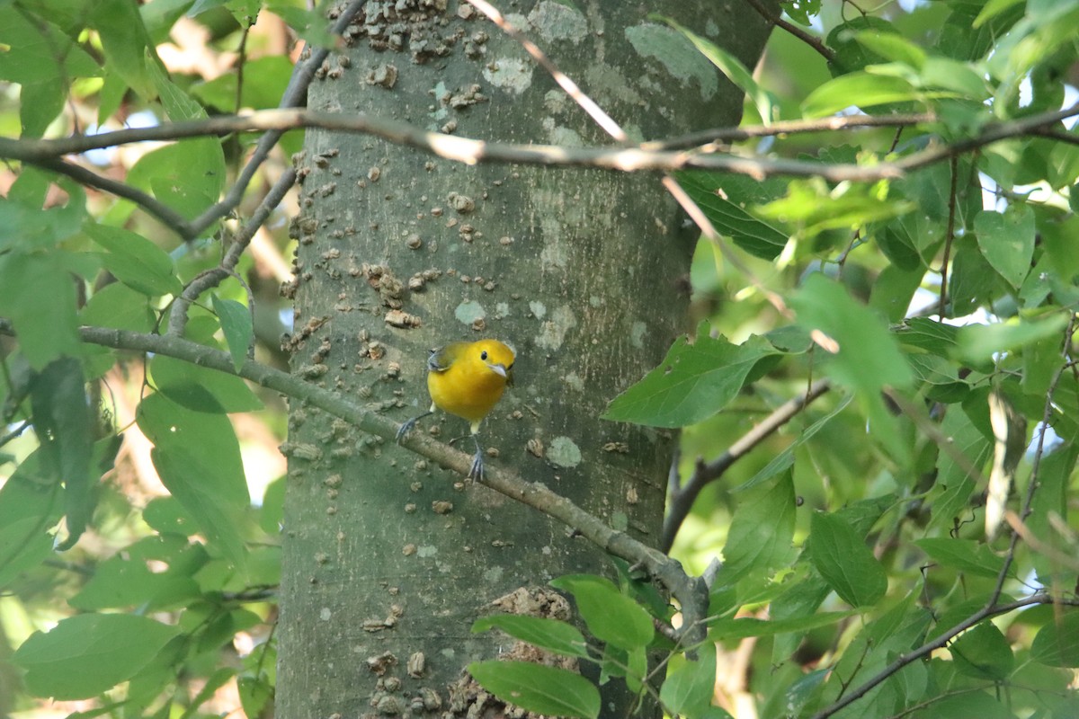 Prothonotary Warbler - ML623710711