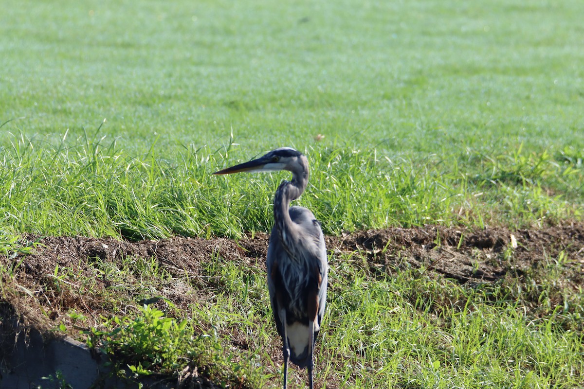 Great Blue Heron - John Keegan