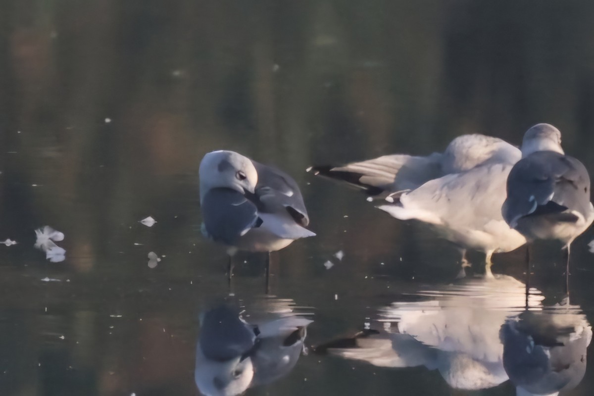 Laughing Gull - ML623710799