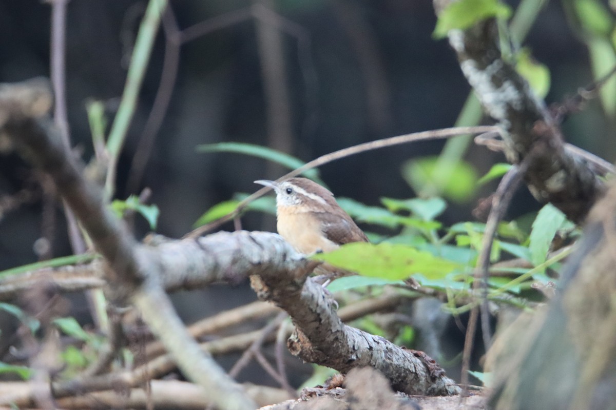 Carolina Wren - John Keegan