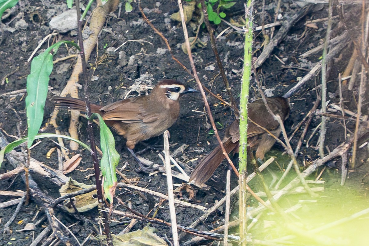 White-browed Laughingthrush - ML623710818