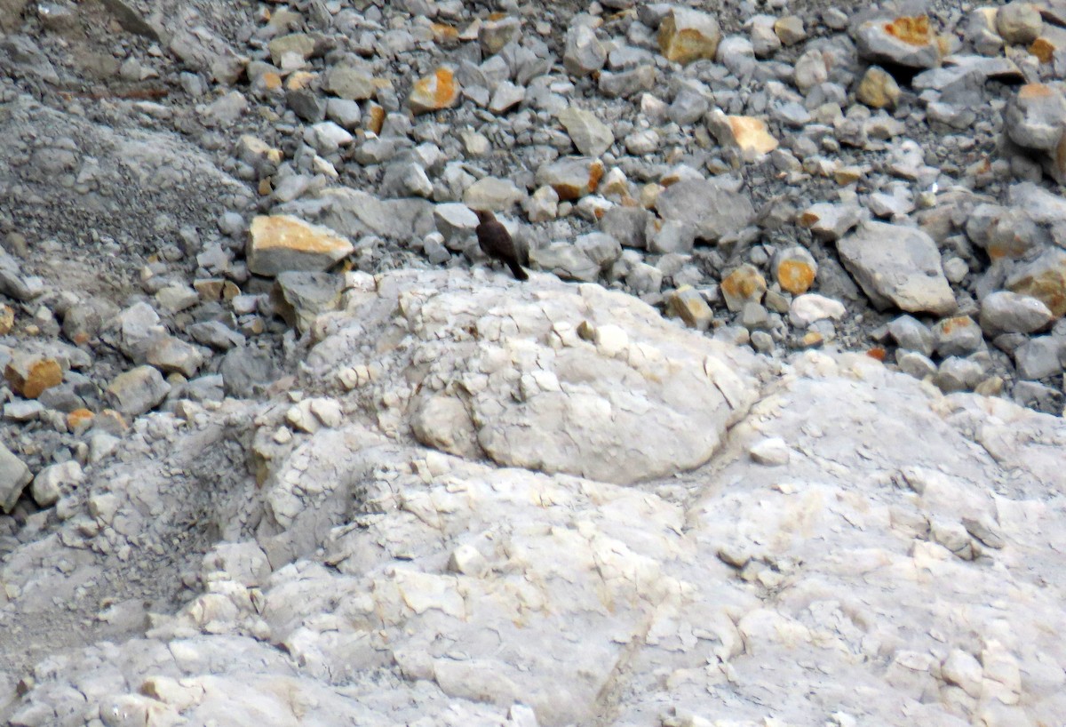 Blue Rock-Thrush - ML623710834