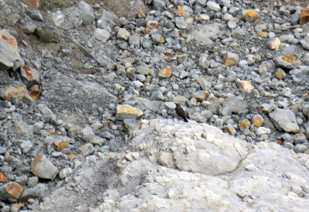 Blue Rock-Thrush - ML623710835