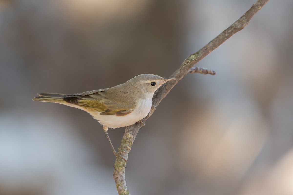 Western Bonelli's Warbler - Gonzalo Astete Sánchez